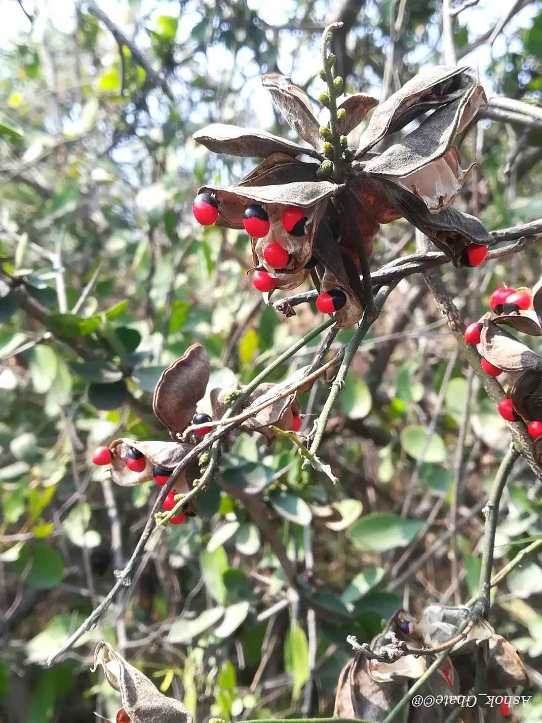 Abrus_precatorius1 Image